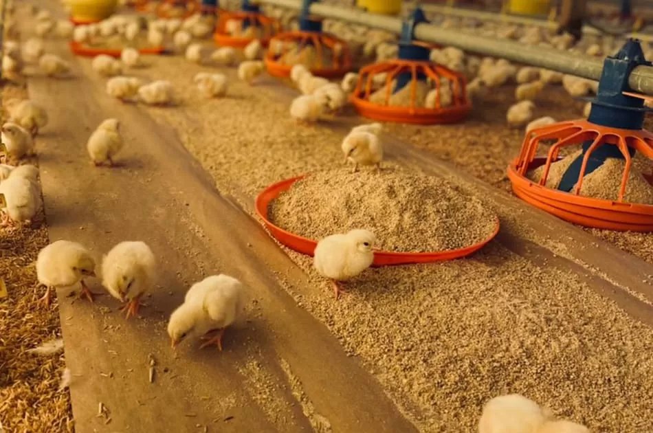 Grow-out farm